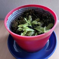 ハエトリグサ,食虫植物,iPhone撮影,リビング・ダイニングの画像