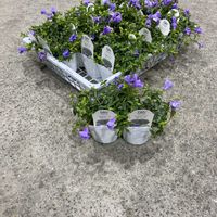 トレニア,トレニア カタリーナ ブルーリバー,きぬたのイチオシの画像