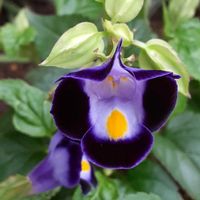 トレニア,ボーダー花壇,玄関アプローチの画像