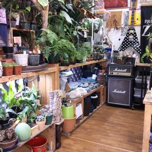 多肉植物,ウラボシ科,ビカクシダ属,食中植物,塊根の画像