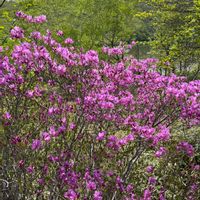 トウゴクミツバツツジ,トウゴクミツバツツジ,ヤマツツジ,ズミの花,シロヤシオ(ゴヨウツツジ)の画像