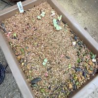 ハートカズラ,多肉植物,ガーデニング,ハートカズラ種まきの画像