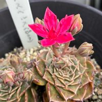 ヘメロカリス,八重のドクダミ,タキタスベルス・キングスターの画像