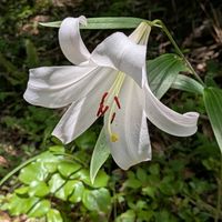 ササユリ,可愛い〜♡,ちいさな幸せ♡,MIN倶楽部,白いお花✣の画像