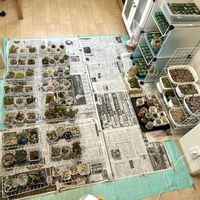 アロマティカス,多肉植物の寄植え,多肉植物いろいろ,多肉植物いろいろ,多肉植物いろいろの画像