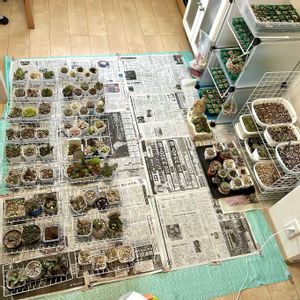 アロマティカス,多肉植物の寄植え,多肉植物いろいろ,多肉植物いろいろ,多肉植物いろいろの画像
