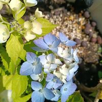 ハイドランジア,ベビー苗,レモンキスの画像