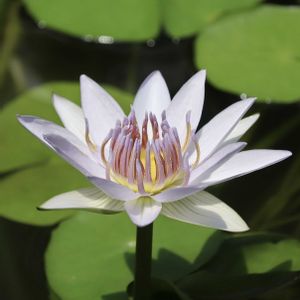 睡蓮,熱帯スイレン,温室,都立神代植物公園の画像