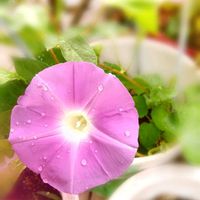 アサガオ,朝顔,こぼれ種,花のある暮らし,無病息災を願うの画像