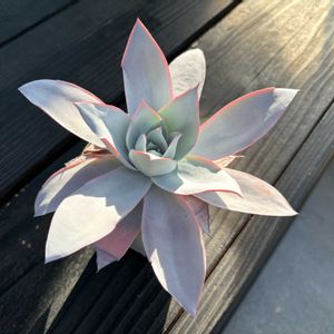 カンテ,多肉植物,かわいい,エケベリア属,多肉棚の画像