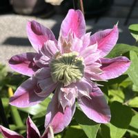 アジュガ,クレマチス(ジョセフィーヌ),小さな幸せ,優しい気持ち,嬉しい開花の画像