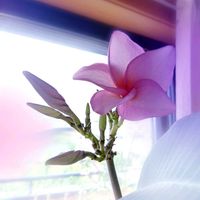 プルメリア,フランジパニ,花のある暮らし,南国植物,タイ産の画像