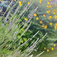 ラベンダー グロッソ,きんしばい,多肉寄せ植え,花のある暮らし,母の日プレゼントの画像