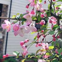 ハナカイドウ,花街道の画像