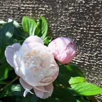 シャクヤク,ミセバヤ,スマホ撮影,今日のお花,お花のある暮らしの画像
