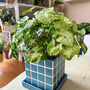 シンゴニウム,観葉植物,ダイソー,インテリアグリーン,緑は癒しの画像
