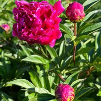 カランコエ,カルミア,シャクヤク,玉翁,今日のお花の画像