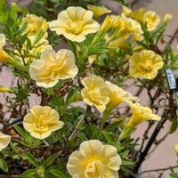 スーパーベル,オステオスペルマム,庭の花達,癒し,花のある暮らしの画像