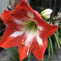 アマリリス,シンビジウム,ユリ,鉢植え,ガーデニングの画像