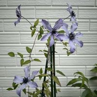 クレマチス,コデマリ,シクラメン,種まきっ子,ばら バラ 薔薇の画像
