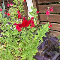 チェリーセージの画像