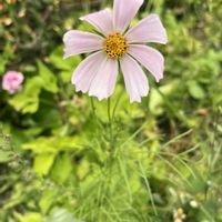 コスモス,꒰ღ˘◡˘ற꒱かわゅ~,害虫,植物中毒,今日の一枚❤の画像