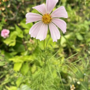 コスモス,꒰ღ˘◡˘ற꒱かわゅ~,害虫,植物中毒,今日の一枚❤の画像