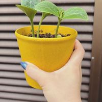 ズッキーニ,ズッキーニ,夏野菜,植中毒,GS日和の画像