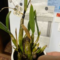 デンドロビウムの画像