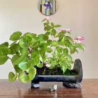 ツワブキ,ツワブキ,ヤマアジサイ✴︎,盆栽,小品盆栽の画像