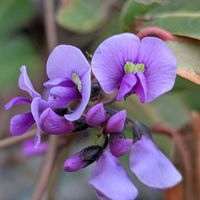 ハーデンベルギア,ハーデンベルギア,ハーデンベルギア,花のある暮らし,植物好きの画像