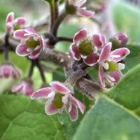 ウメモドキ,梅もどき,キュンキュン乙女倶楽部,小さな可愛いお花,庭の画像