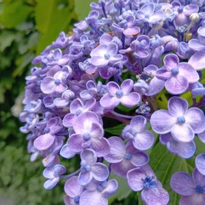 万華鏡,ダンスパーティー,紫陽花 てまりてまり,常山アジサイ 碧の瞳,紫陽花 おたふくの画像