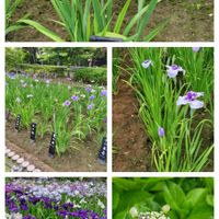 アジサイ,アヤメ,菖蒲,ざくろ（柘榴）の画像