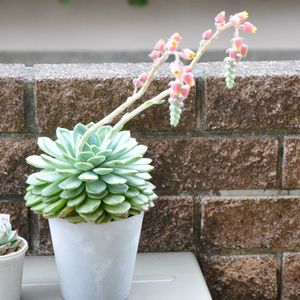 エケベリア,エケベリア,多肉植物,花芽,ベランダの画像