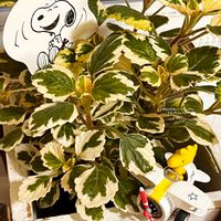 プレクトランサス,アロマティカス斑入り,大人の着せ替え人形,台風接近,カレンダーの画像