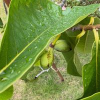 ポポーの画像
