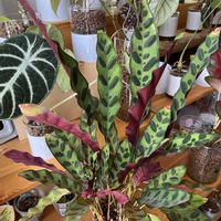カラテア,カラテア,観葉植物,ハイドロカルチャー,クズウコン科 の画像