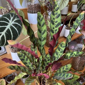 カラテア,カラテア,観葉植物,ハイドロカルチャー,クズウコン科 の画像