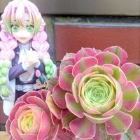 姫秀麗,夕映え,カシミヤバイオレット,斑入りパリダム,꒰ღ˘◡˘ற꒱かわゅ~の画像