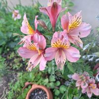 ブーゲンビリアの画像