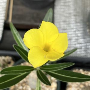 パキポディウム,グラキリス,パキポディウム・グラキリス,多肉植物,塊根植物の画像
