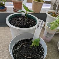 桜,ミニ盆栽,種から育てます,バルコニー/ベランダ,ベランダの画像