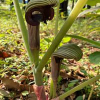 ムサシアブミ,ムサシアブミ,公園,花壇,ガーデニングの画像