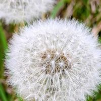 タンポポの画像