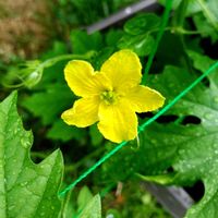 ゴーヤ,ゴーヤ,雌花.,夏野菜の画像