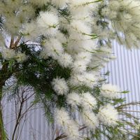 ブラシの木の画像