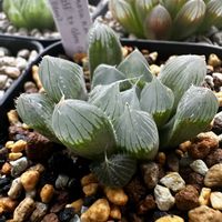 オブツーサ,ハオルチア,ハオルチア フモサ,多肉植物,ハオルチア属の画像