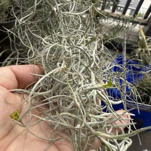 チランジア,エアプランツの画像