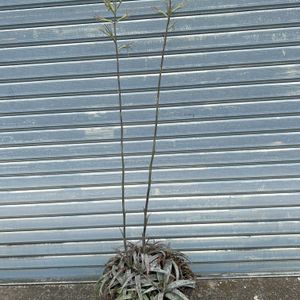 多肉植物,観葉植物,アガベ属,珍奇植物,ビザールプランツの画像